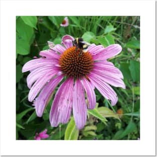 Bumblebee on Eastern Purple Coneflower Posters and Art